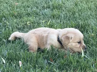 Male.1 (Black Collar), a male Golden Retriever for sale in Riverside, CA – 4 of 6