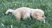 Male.1 (Black Collar), a male Golden Retriever for sale in Riverside, CA – 2 of 6