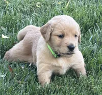 Female.2 (Lime Green Collar), a female Golden Retriever for sale in Riverside, CA – 2 of 4