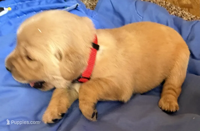 Male.4 (Red Collar) – Golden Retriever puppy for sale in Riverside, CA