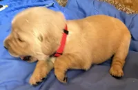 Male.4 (Red Collar), a male Golden Retriever for sale in Riverside, CA – 1 of 4