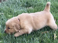 Female.1 (Pink Collar), a female Golden Retriever for sale in Riverside, CA – 6 of 9