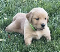 Female.2 (Lime Green Collar), a female Golden Retriever for sale in Riverside, CA – 1 of 4