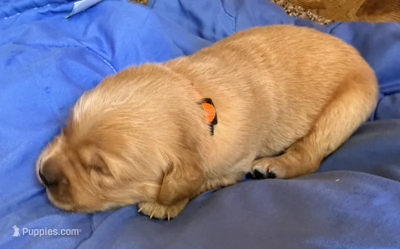 Male.3 (Orange Collar) – Golden Retriever puppy for sale in Riverside, CA