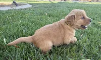 Female.4 (Yellow Collar), a female Golden Retriever for sale in Riverside, CA – 5 of 10