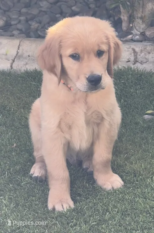 Male.3 (Orange Collar) – Golden Retriever puppy for sale in Riverside, CA