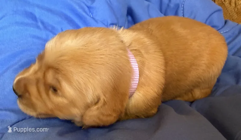 Female.1 (Pink Collar) – Golden Retriever puppy for sale in Riverside, CA