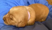 Female.1 (Pink Collar), a female Golden Retriever for sale in Riverside, CA – 1 of 3