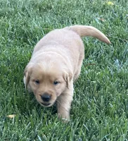 Female.1 (Pink Collar), a female Golden Retriever for sale in Riverside, CA – 2 of 9