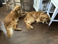 Female.2 (Cream Collar), a female Golden Retriever for sale in Riverside, CA – 3 of 3