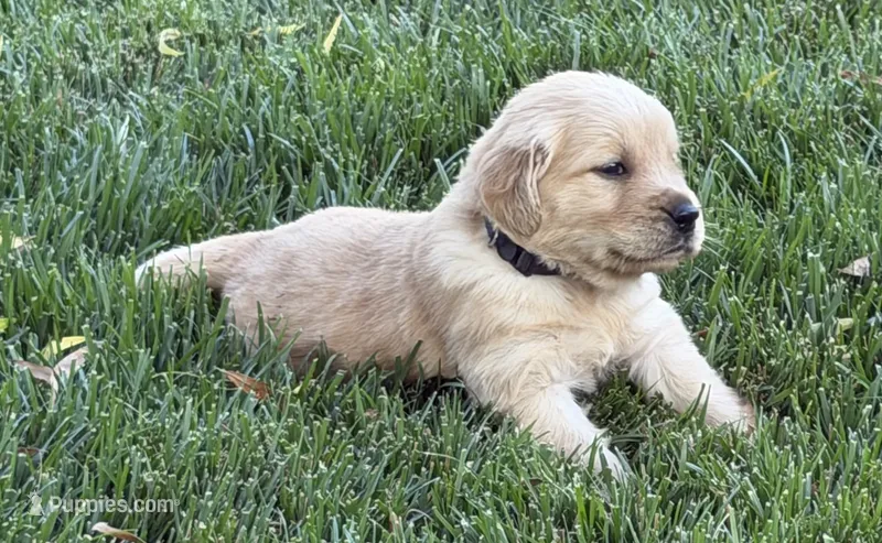 Male.1 (Black Collar) – Golden Retriever puppy for sale in Riverside, CA
