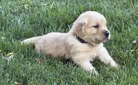 Male.1 (Black Collar), a male Golden Retriever for sale in Riverside, CA – 1 of 6