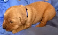 Male.2 (Blue Collar), a male Golden Retriever for sale in Riverside, CA – 2 of 4