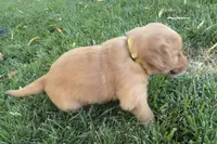 Female.4 (Yellow Collar), a female Golden Retriever for sale in Riverside, CA – 2 of 10