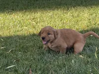 Female.4 (Yellow Collar), a female Golden Retriever for sale in Riverside, CA – 6 of 10