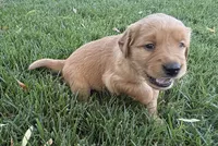 Female.4 (Yellow Collar), a female Golden Retriever for sale in Riverside, CA – 3 of 10
