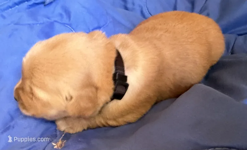 Male.1 (Black Collar) – Golden Retriever puppy for sale in Riverside, CA