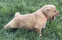 Female.1 (Pink Collar), a female Golden Retriever for sale in Riverside, CA – 4 of 9