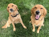 Female.1 (Pink Collar), a female Golden Retriever for sale in Riverside, CA – 2 of 3