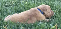 Male.2 (Blue Collar), a male Golden Retriever for sale in Riverside, CA – 2 of 5