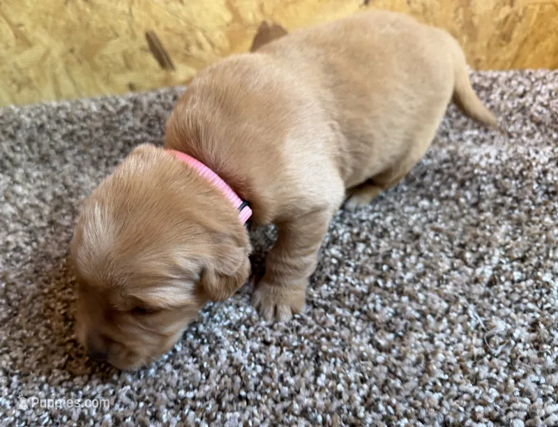 Female.5 (Pink Collar) – Golden Retriever puppy for sale in Riverside, CA