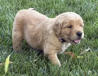 Female.2 (Cream Collar), a female Golden Retriever for sale in Riverside, CA – 1 of 7