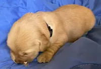 Male.1 (Black Collar), a male Golden Retriever for sale in Riverside, CA – 2 of 4