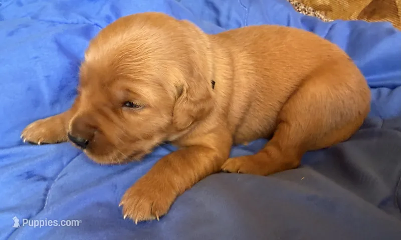 Female.2 (Cream Collar) – Golden Retriever puppy for sale in Riverside, CA