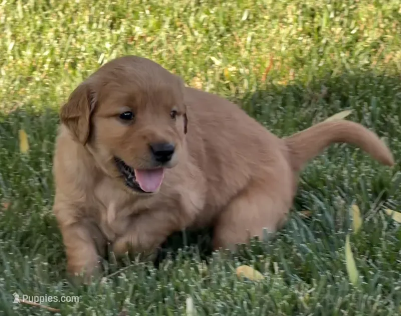 Female.4 (Yellow Collar) – Golden Retriever puppy for sale in Riverside, CA