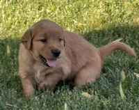 Female.4 (Yellow Collar), a female Golden Retriever for sale in Riverside, CA – 1 of 10