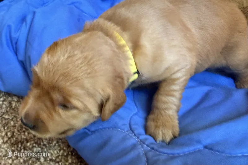 Female.3 (Yellow Collar) – Golden Retriever puppy for sale in Riverside, CA