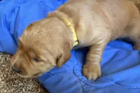 Female.3 (Yellow Collar), a female Golden Retriever for sale in Riverside, CA – 1 of 4