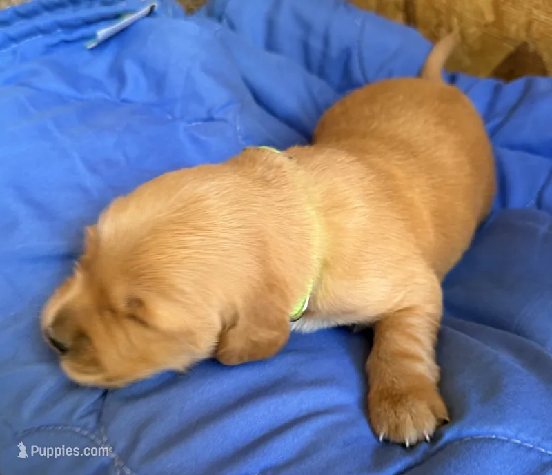 Female.2 (Lime Green Collar) – Golden Retriever puppy for sale in Riverside, CA
