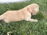 Male.4 (Red Collar), a male Golden Retriever for sale in Riverside, CA – 3 of 6