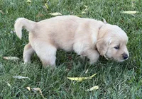 Male.1 (Black Collar), a male Golden Retriever for sale in Riverside, CA – 3 of 6