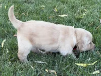 Male.4 (Red Collar), a male Golden Retriever for sale in Riverside, CA – 2 of 6