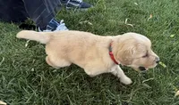 Male.4 (Red Collar), a male Golden Retriever for sale in Riverside, CA – 1 of 6