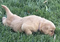 Female.2 (Cream Collar), a female Golden Retriever for sale in Riverside, CA – 4 of 7