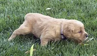 Female.2 (Cream Collar), a female Golden Retriever for sale in Riverside, CA – 3 of 7
