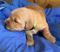 Female.2 (Lime Green Collar), a female Golden Retriever for sale in Riverside, CA – 2 of 4