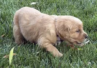 Female.2 (Cream Collar), a female Golden Retriever for sale in Riverside, CA – 2 of 7