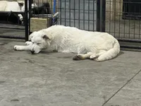 M2, a male German Shepherd Dog for sale in Edmore, MI – Photo 3 of 10