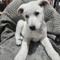 M2, a male German Shepherd Dog for sale in Edmore, MI – Photo 1 of 10