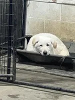 M2, a male German Shepherd Dog for sale in Edmore, MI – Photo 4 of 10