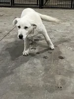 M2, a male German Shepherd Dog for sale in Edmore, MI – Photo 6 of 10