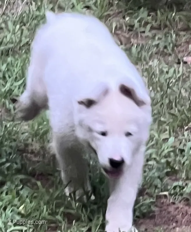 F5 – German Shepherd Dog puppy for sale in Edmore, MI