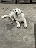 M1, a male German Shepherd Dog for sale in Edmore, MI – Photo 5 of 10