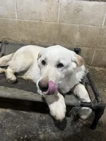 M1, a male German Shepherd Dog for sale in Edmore, MI – Photo 9 of 10