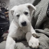 M1, a male German Shepherd Dog for sale in Edmore, MI – Photo 1 of 10