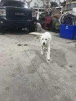 M1, a male German Shepherd Dog for sale in Edmore, MI – Photo 7 of 10